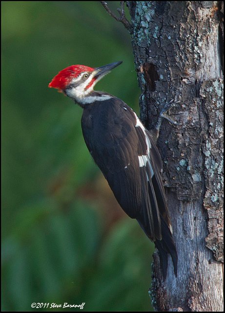 11SB0035 Pileated Woodpecker.jpg